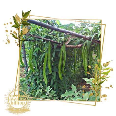 kalamismis vs sigarilyas|Winged bean .